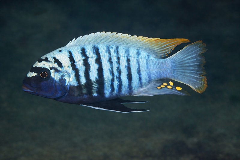 Maylandia zebra 'Mbamba Islands'